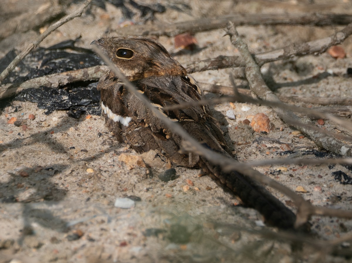 Long-tailed Nightjar - ML636873341