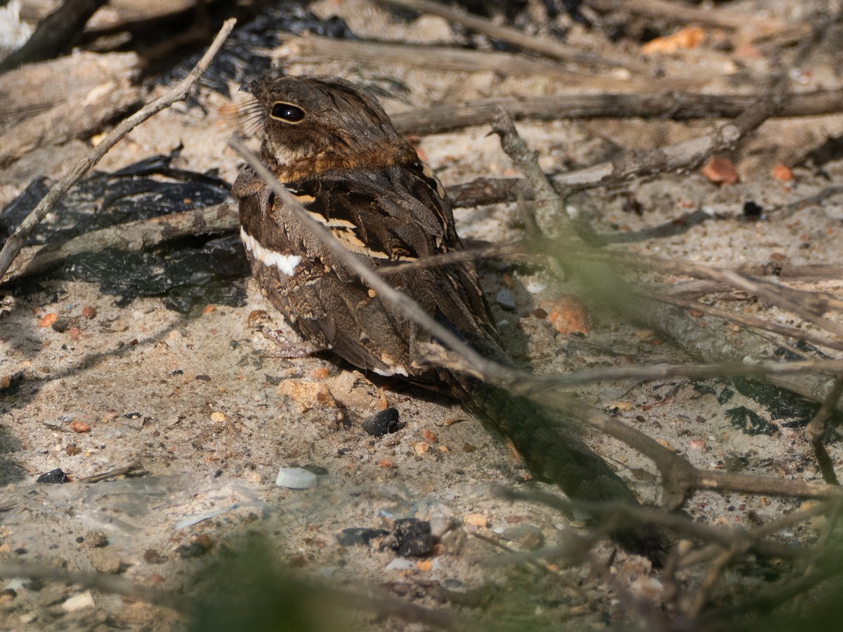 Long-tailed Nightjar - ML636873342