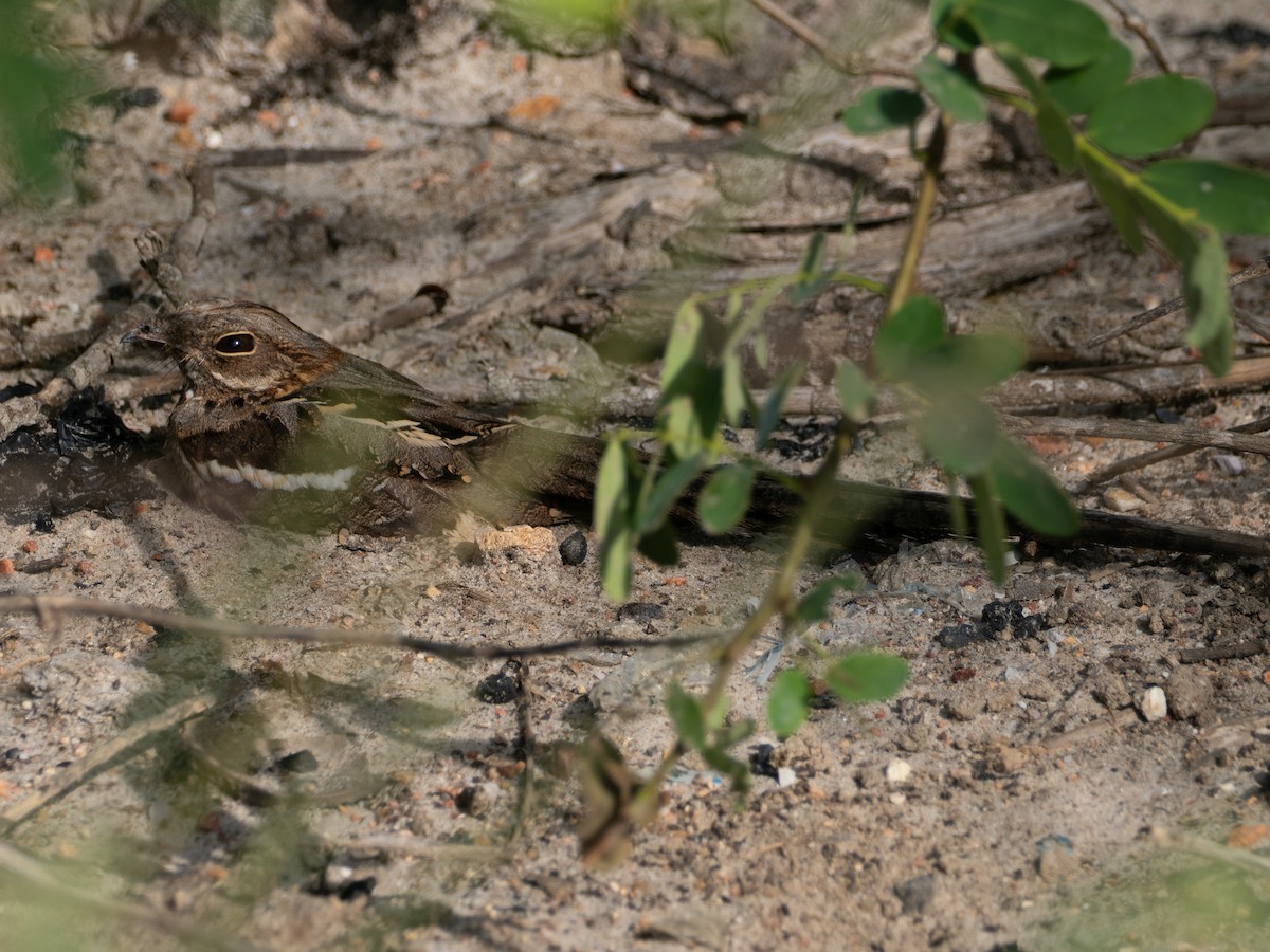 Long-tailed Nightjar - ML636873344