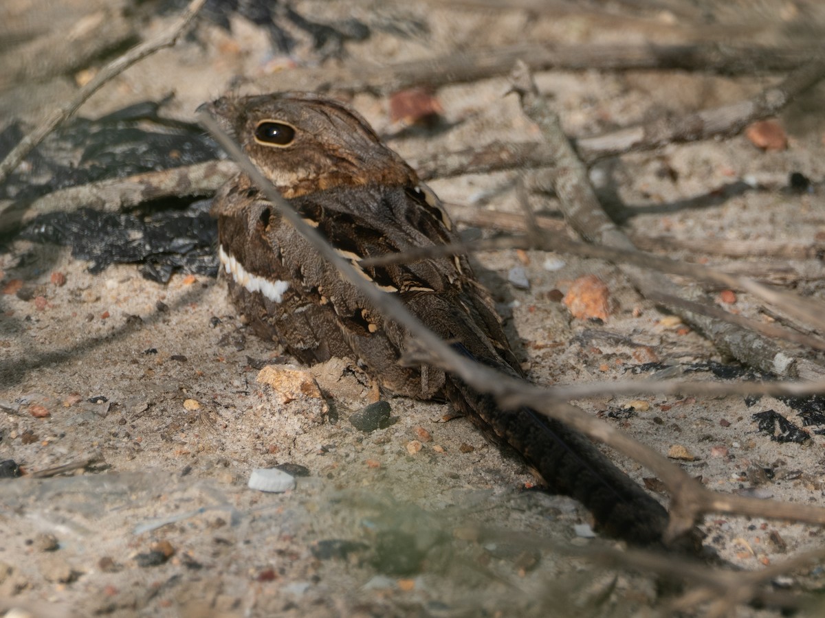 Long-tailed Nightjar - ML636873345