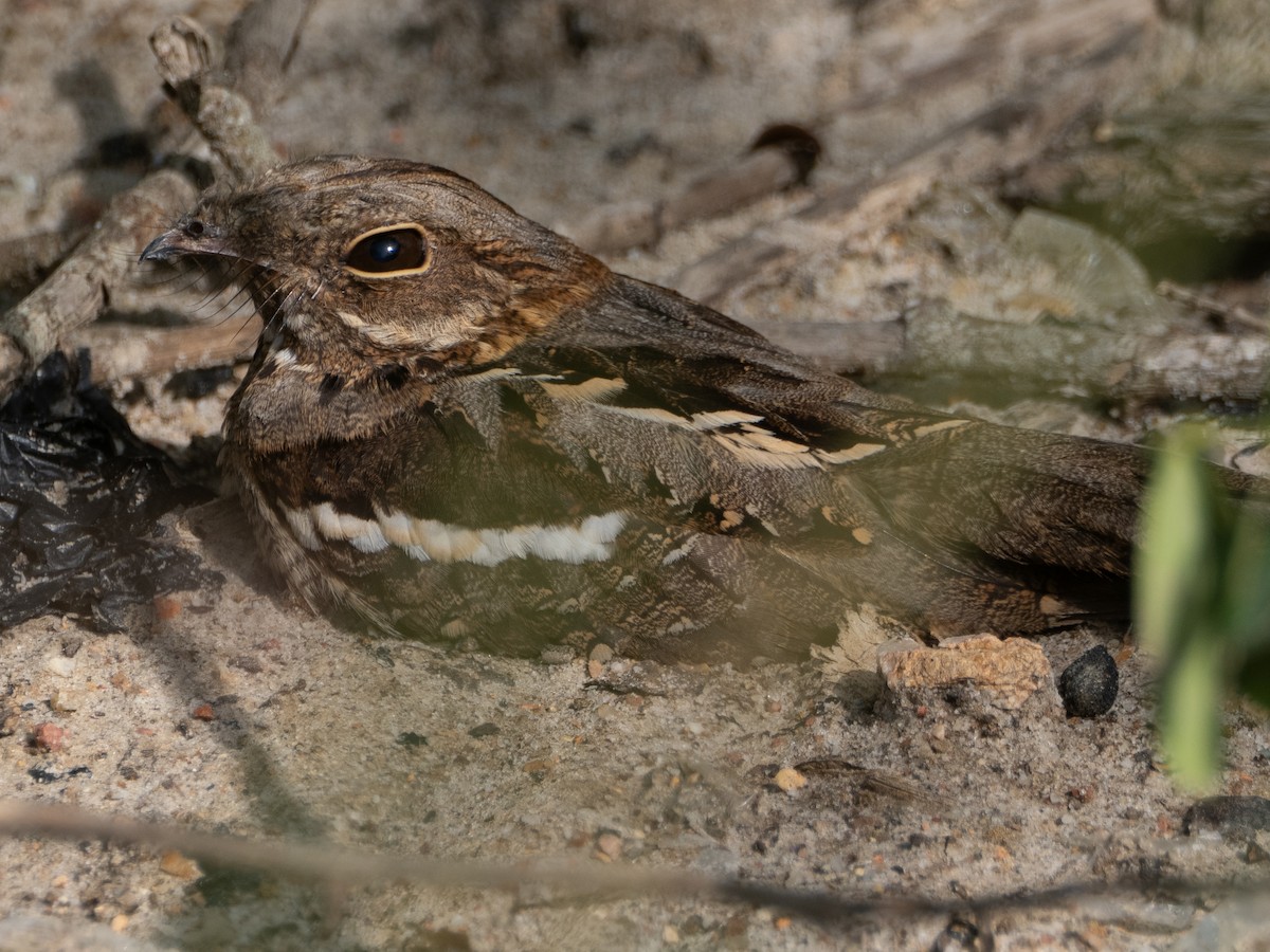Long-tailed Nightjar - ML636873346