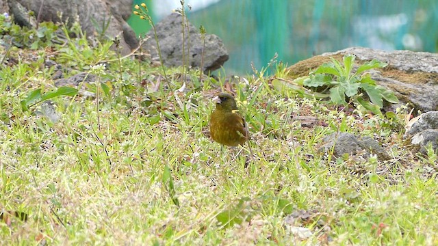 Oriental Greenfinch - ML636873349
