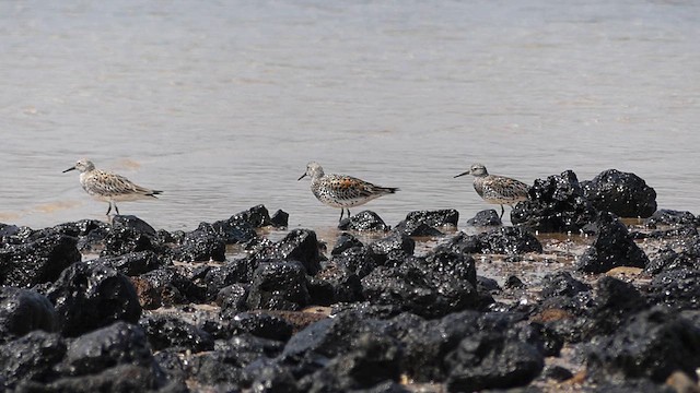 Great Knot - ML636873417
