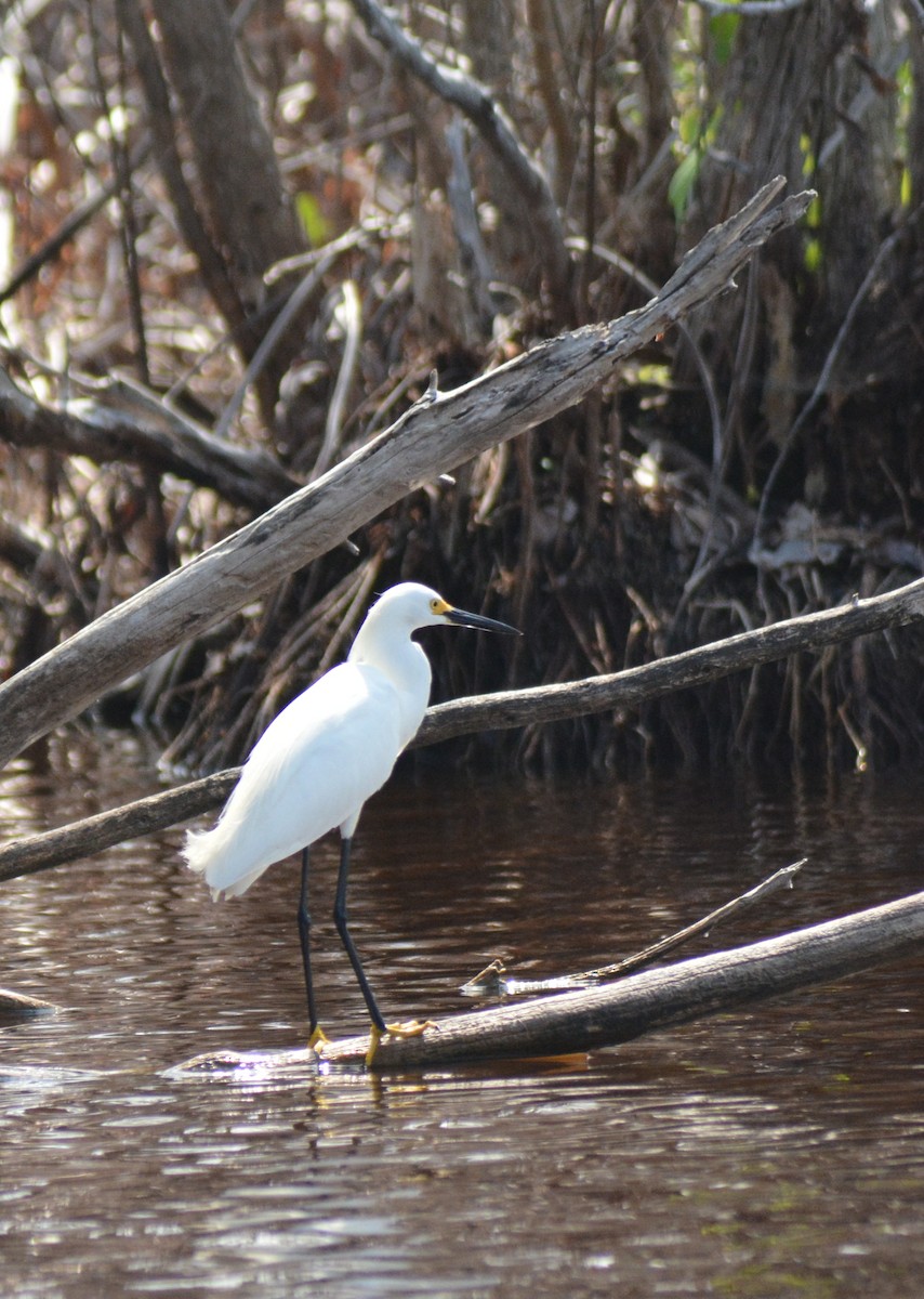 Snowy Egret - ML636873424