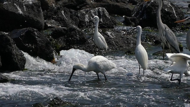 クロツラヘラサギ - ML636873446