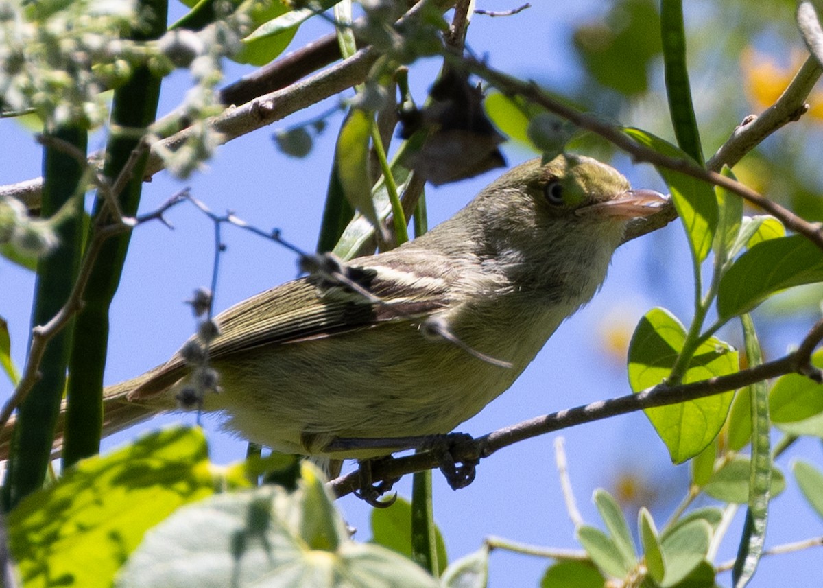 Jamaican Vireo - ML636873449