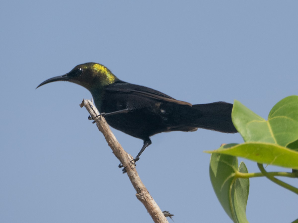Copper Sunbird - ML636873461