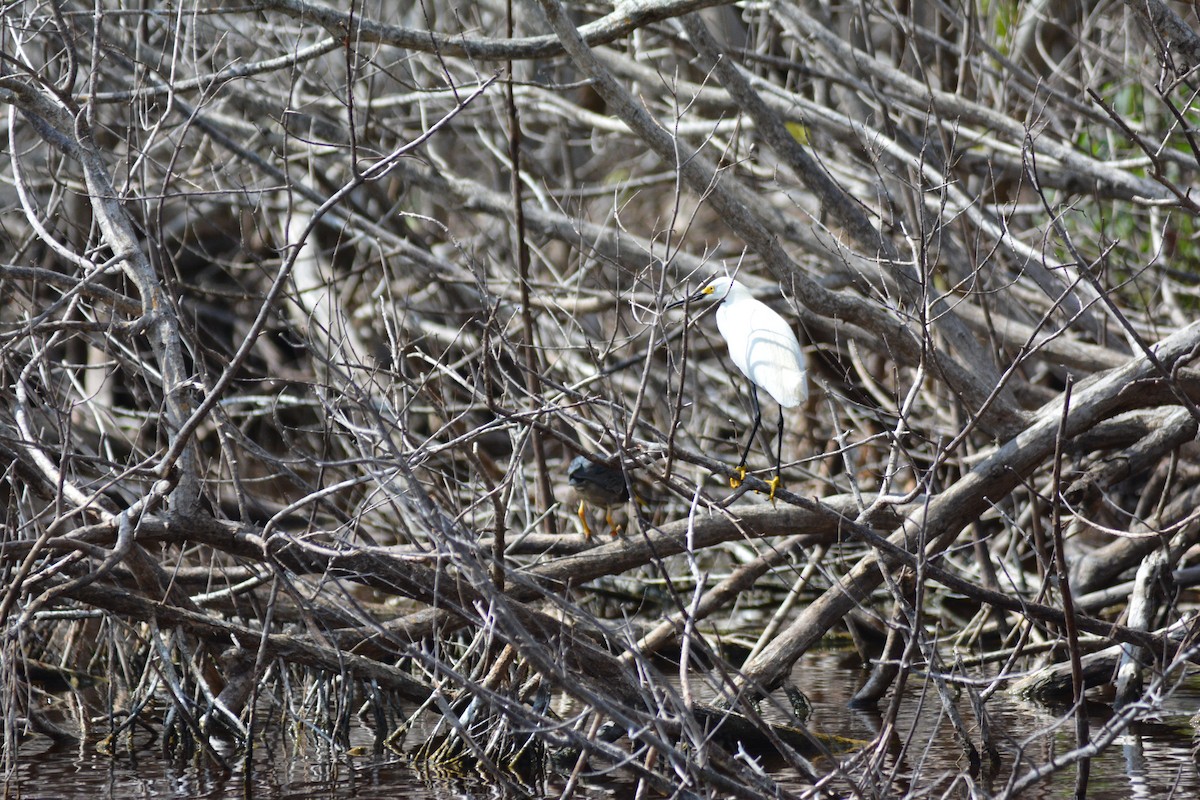 Snowy Egret - ML636873467