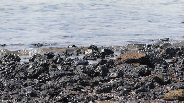 Great Knot - ML636873472