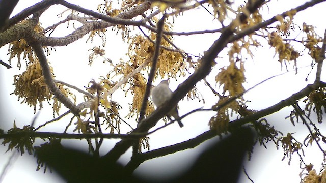 Asian Brown Flycatcher - ML636873495