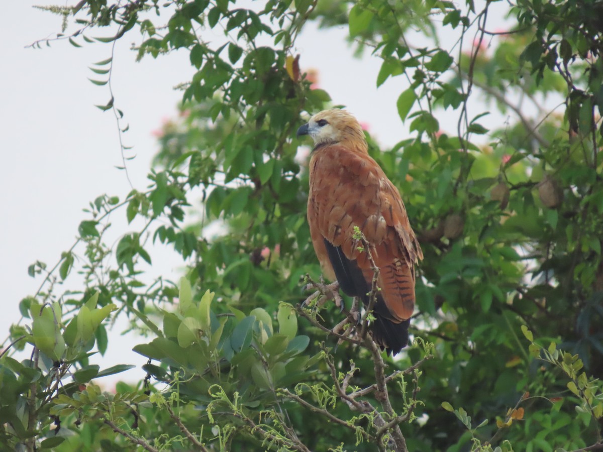 Black-collared Hawk - ML636873507