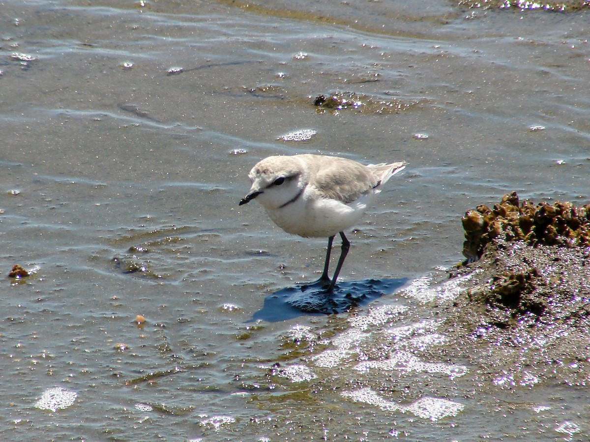 Chestnut-banded Plover - ML636873526