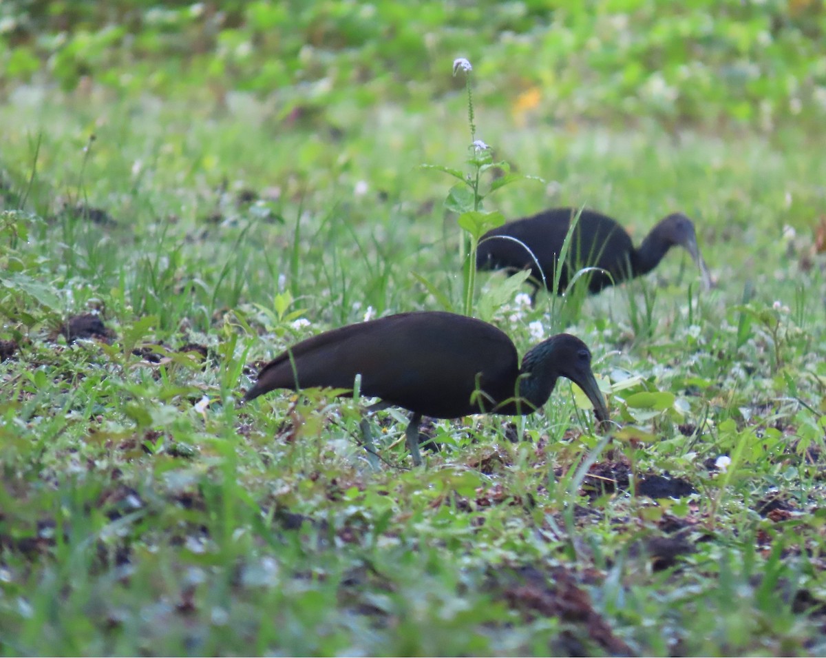 Green Ibis - ML636873542
