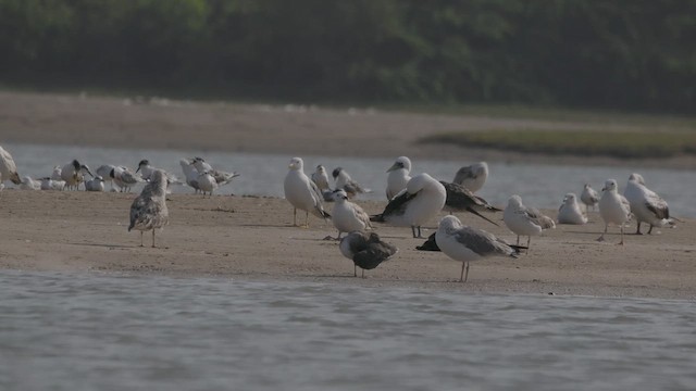 Sooty Gull - ML636873554