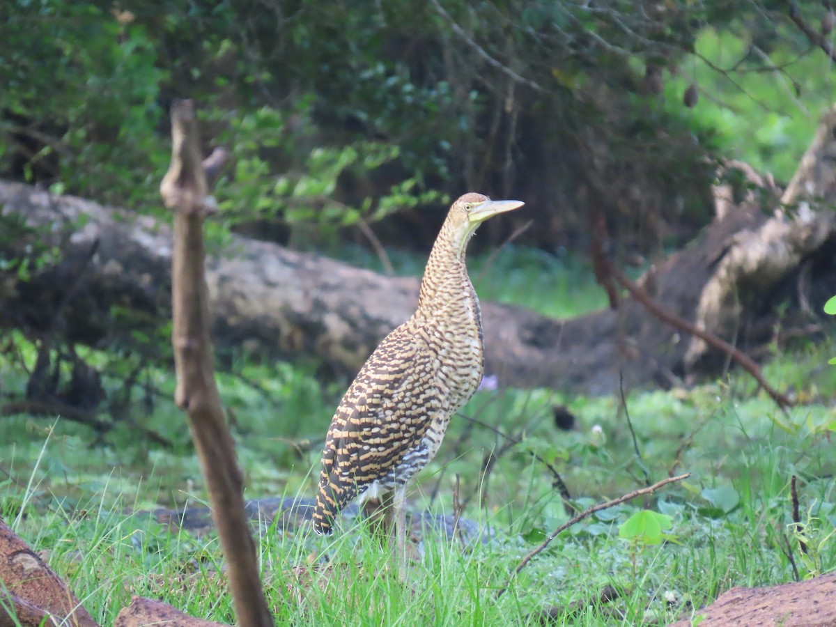Bare-throated Tiger-Heron - ML636873558