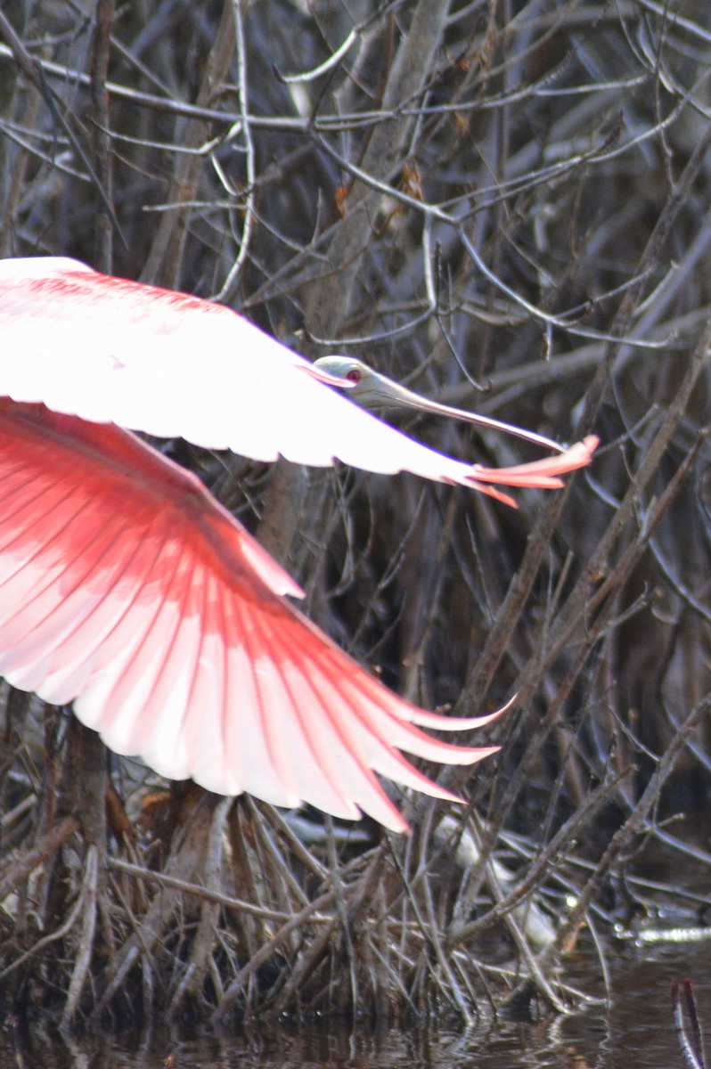 Roseate Spoonbill - ML636873560