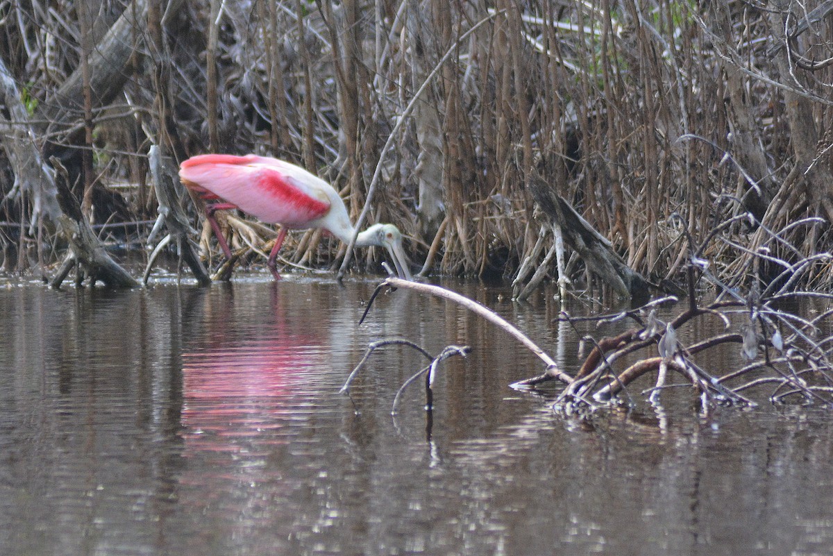 Roseate Spoonbill - ML636873561