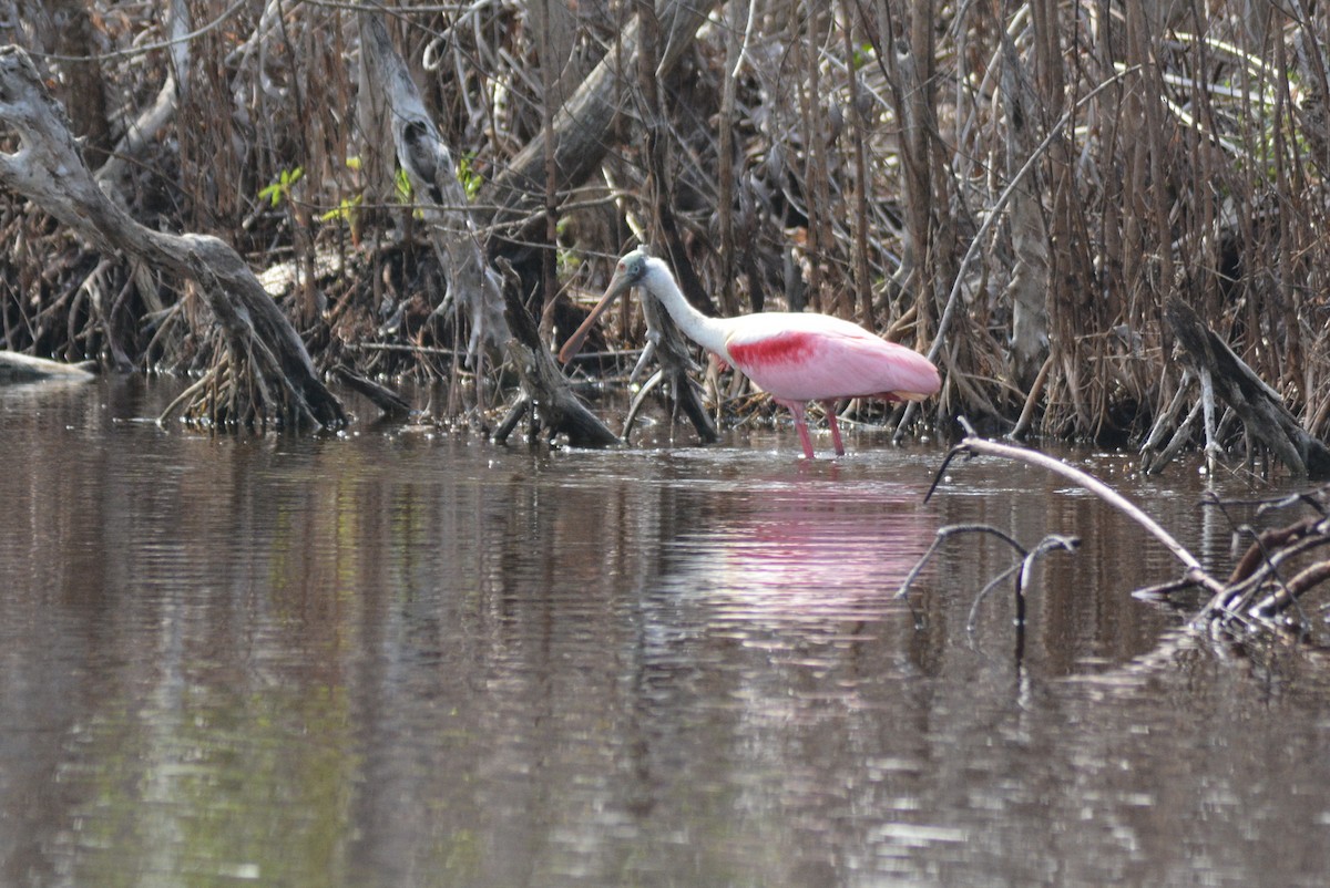Roseate Spoonbill - ML636873562