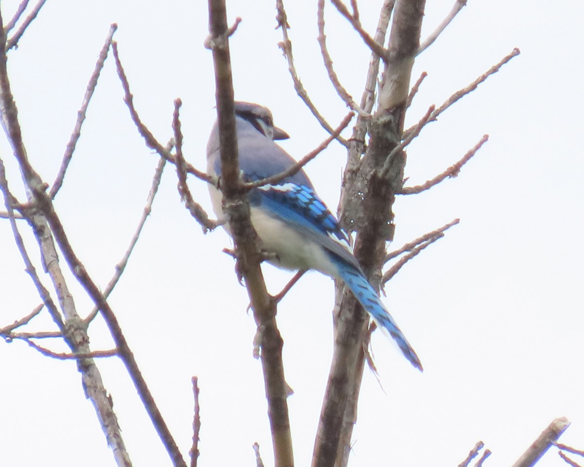 Blue Jay - ML636873564