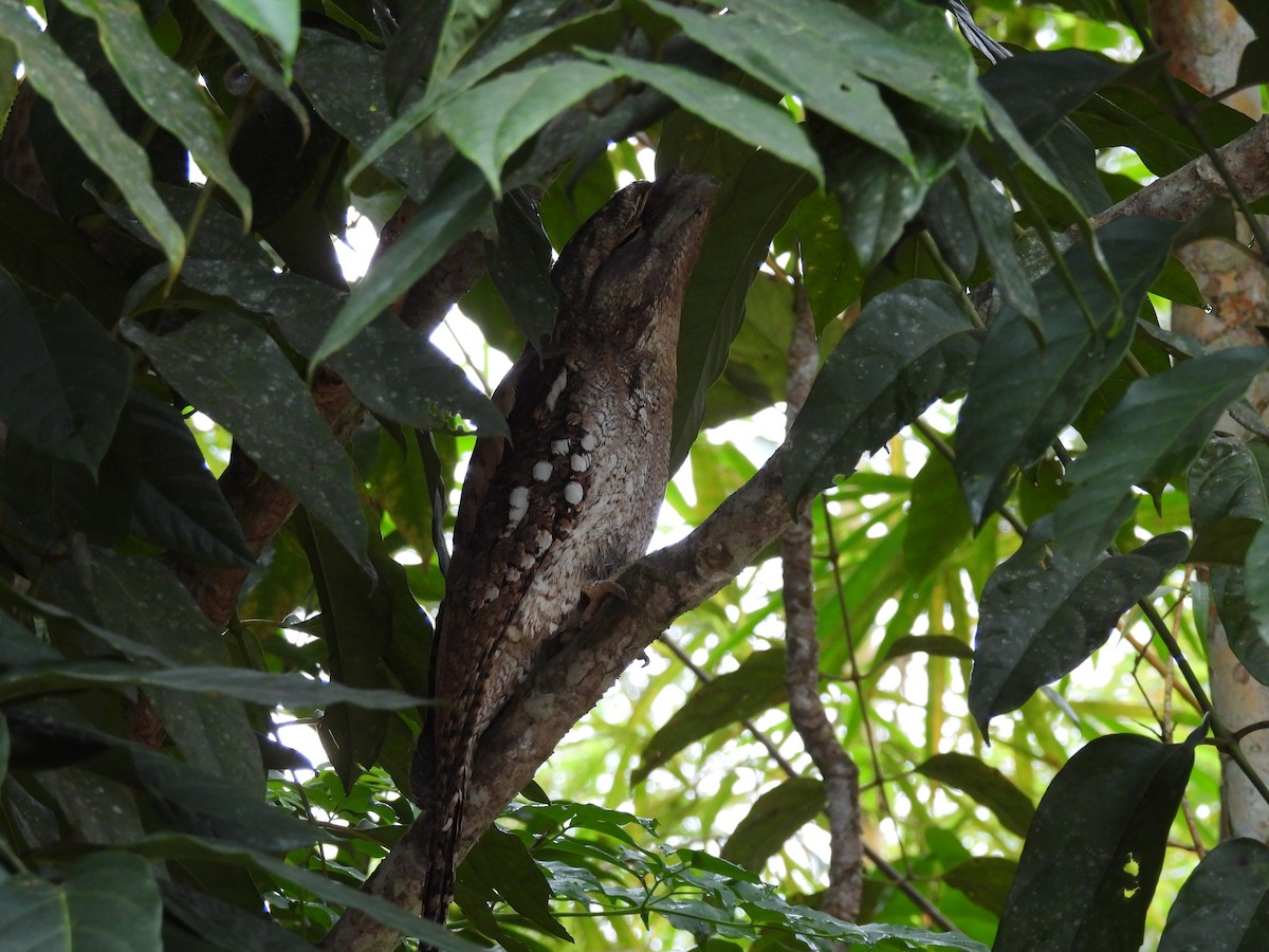 Podargo Papú - ML636873568