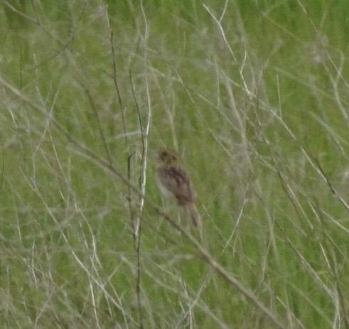 Henslow's Sparrow - ML636873574
