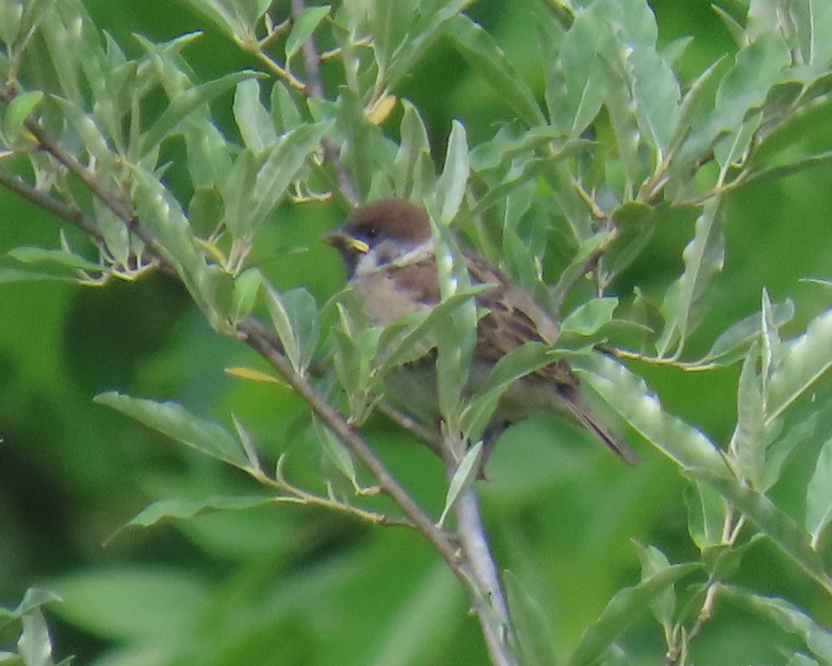 Eurasian Tree Sparrow - ML636873581
