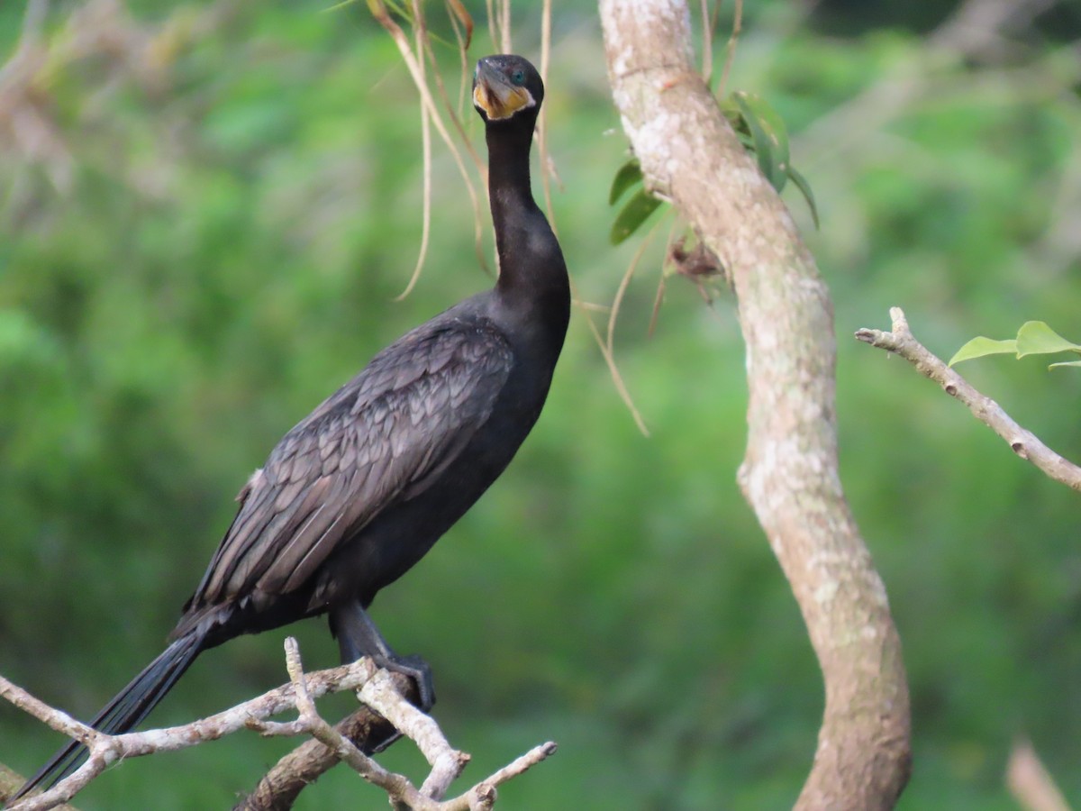 Neotropic Cormorant - ML636873584