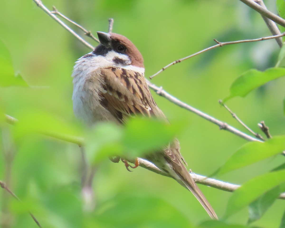 Eurasian Tree Sparrow - ML636873587