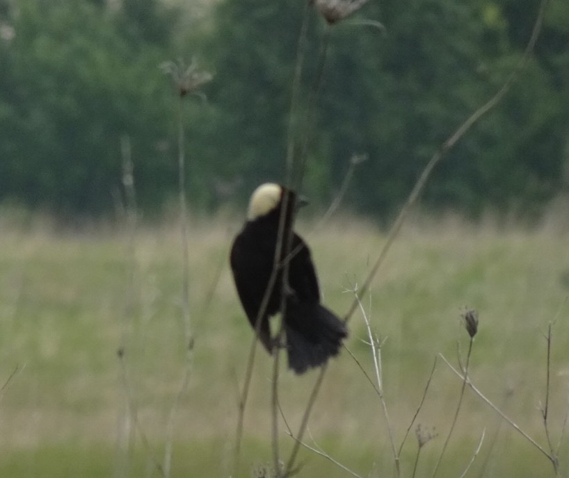 Bobolink - ML636873589