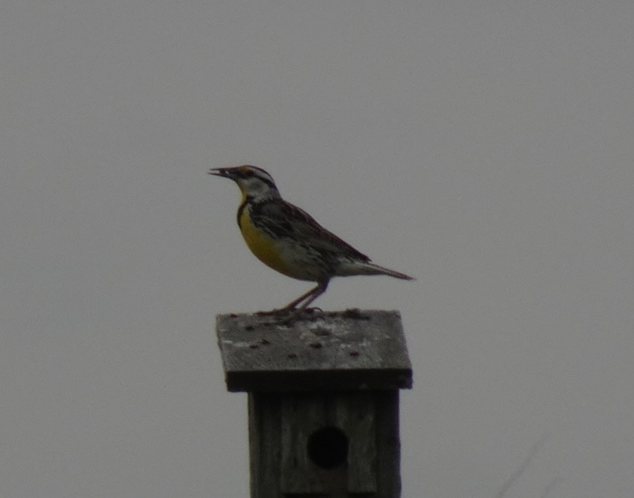 Eastern Meadowlark - ML636873591