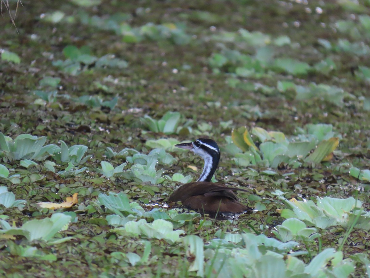 Sungrebe - ML636873595