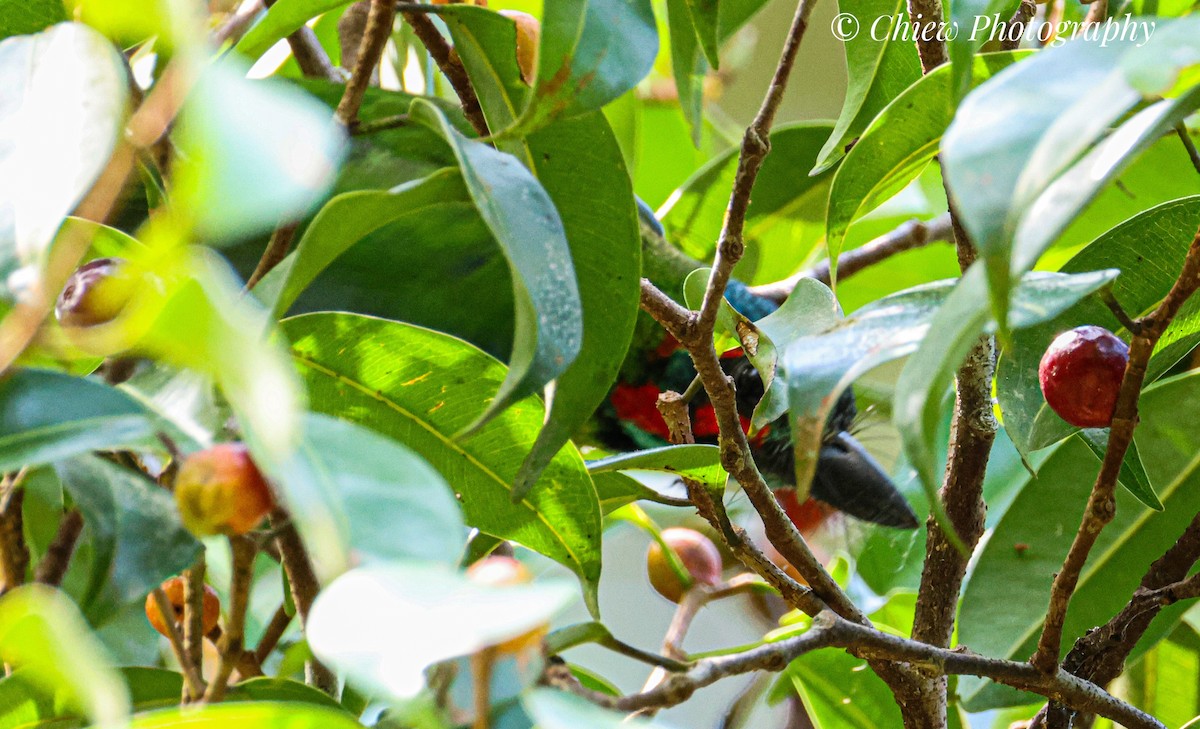 Black-eared Barbet - ML636873597