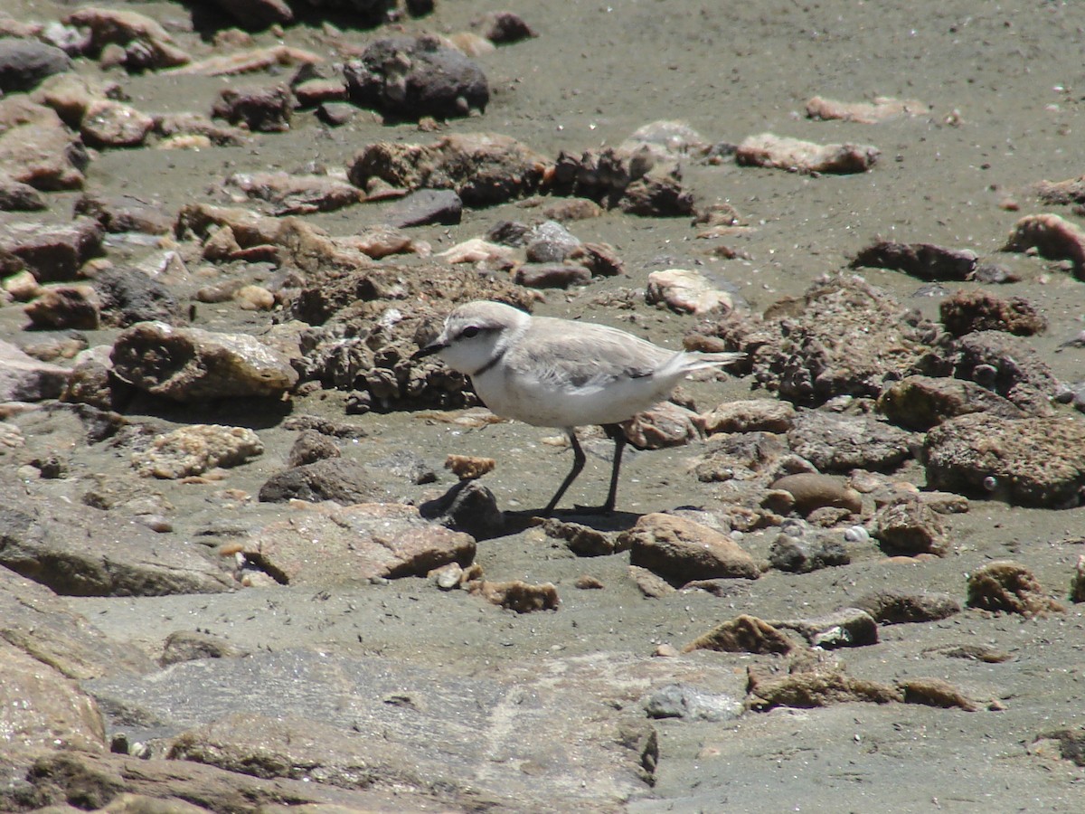 Chestnut-banded Plover - ML636873619