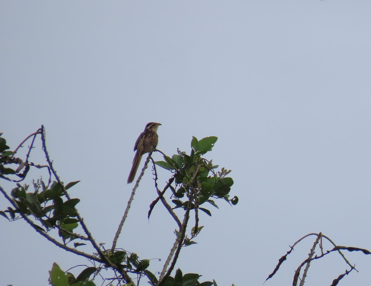 Striped Cuckoo - ML636873636