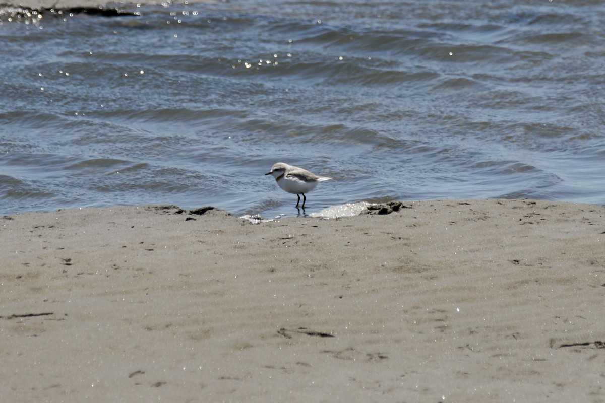 Chestnut-banded Plover - ML636873637
