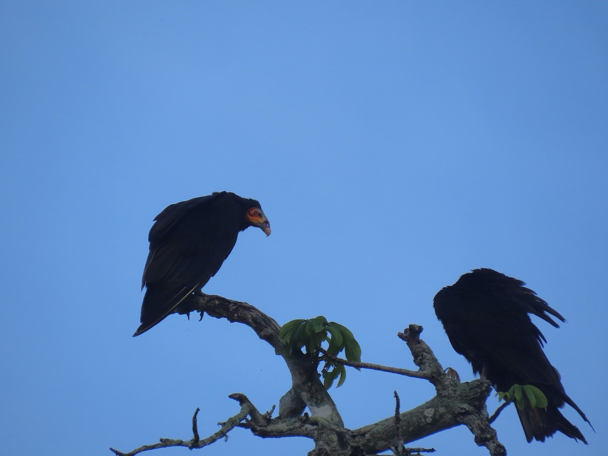 Lesser Yellow-headed Vulture - ML636873658