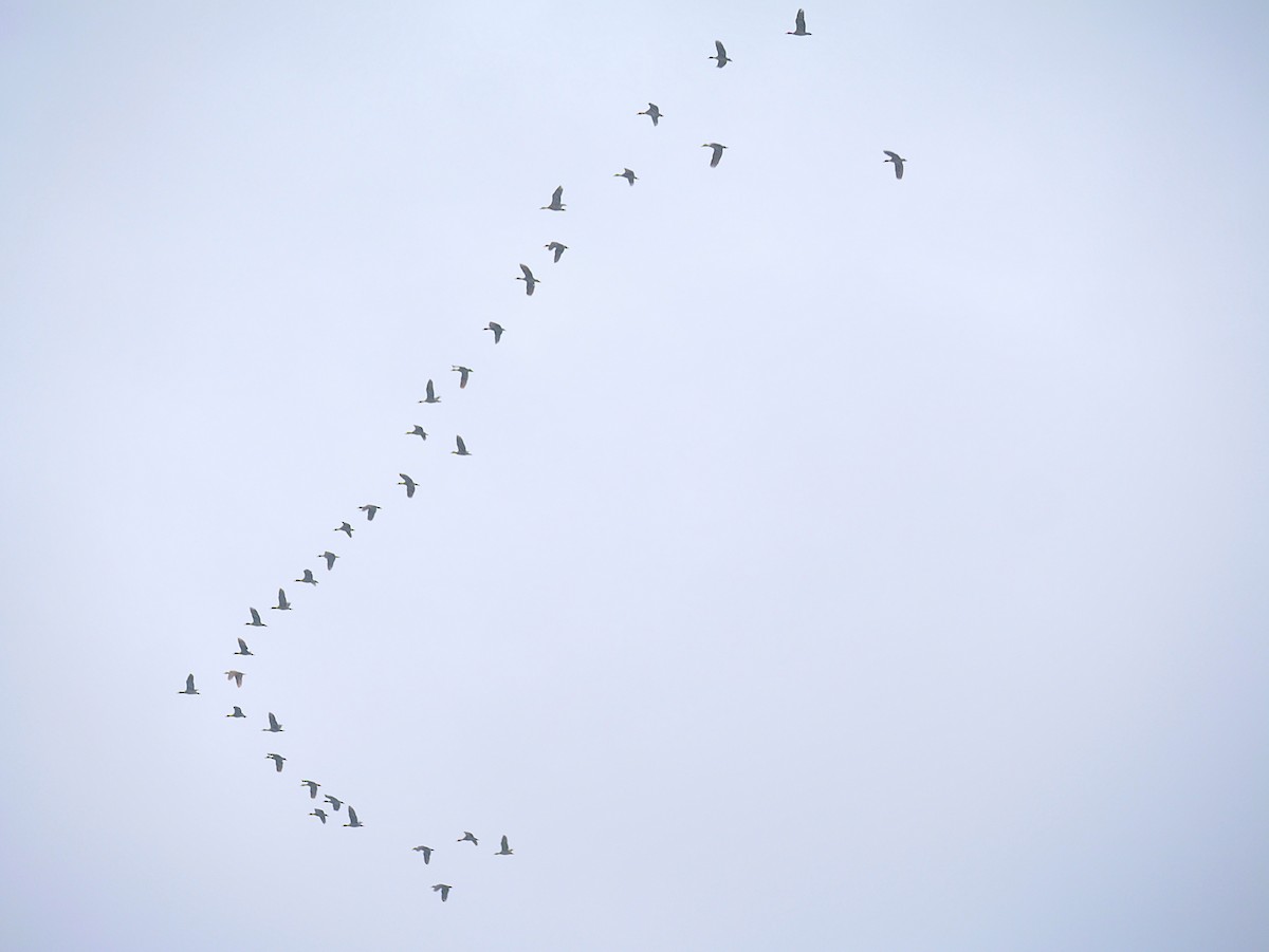 Plumed Whistling-Duck - ML636873659