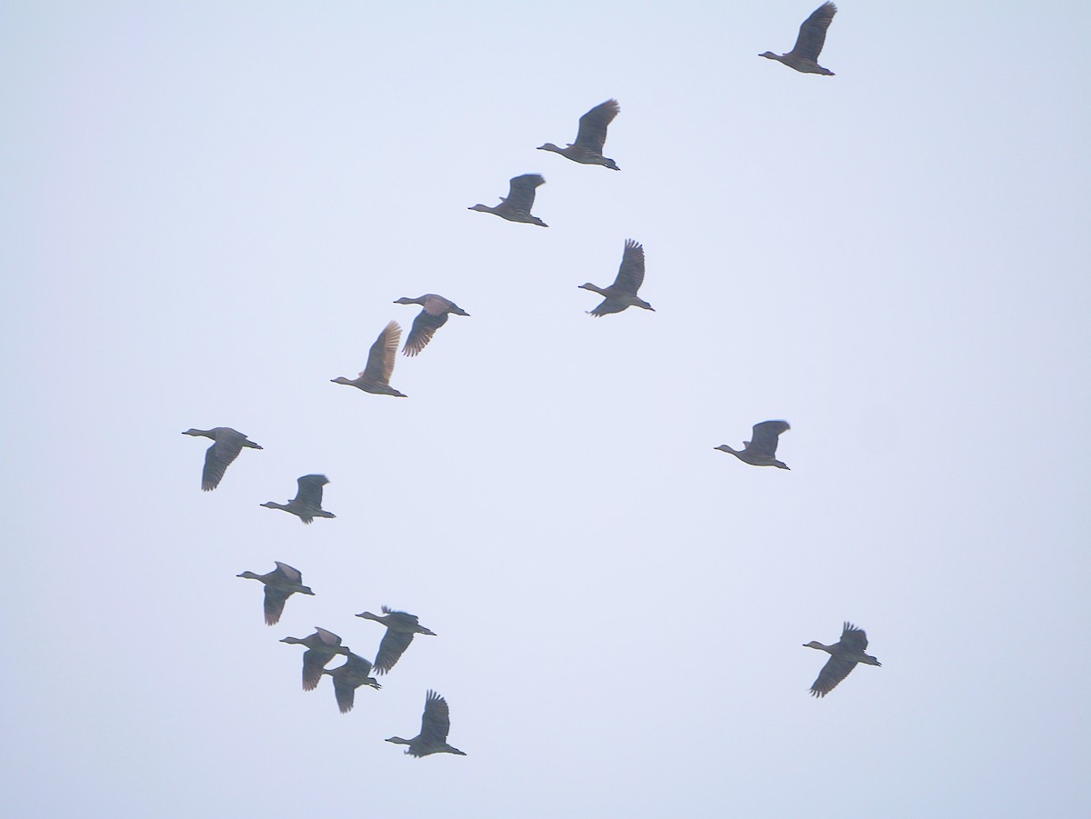 Plumed Whistling-Duck - ML636873660
