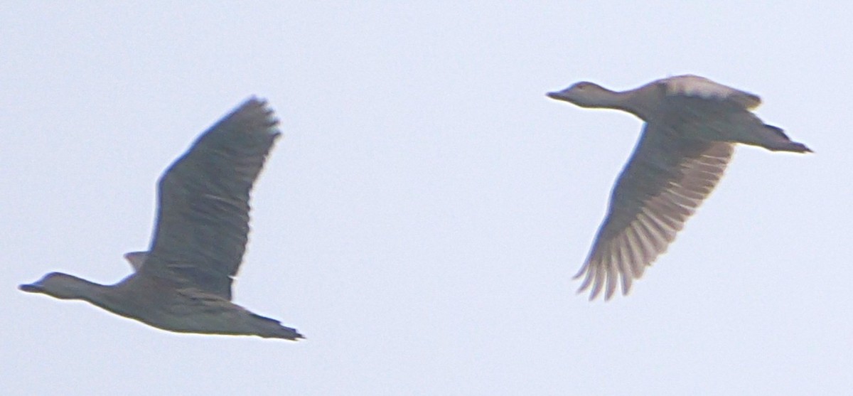 Plumed Whistling-Duck - ML636873661