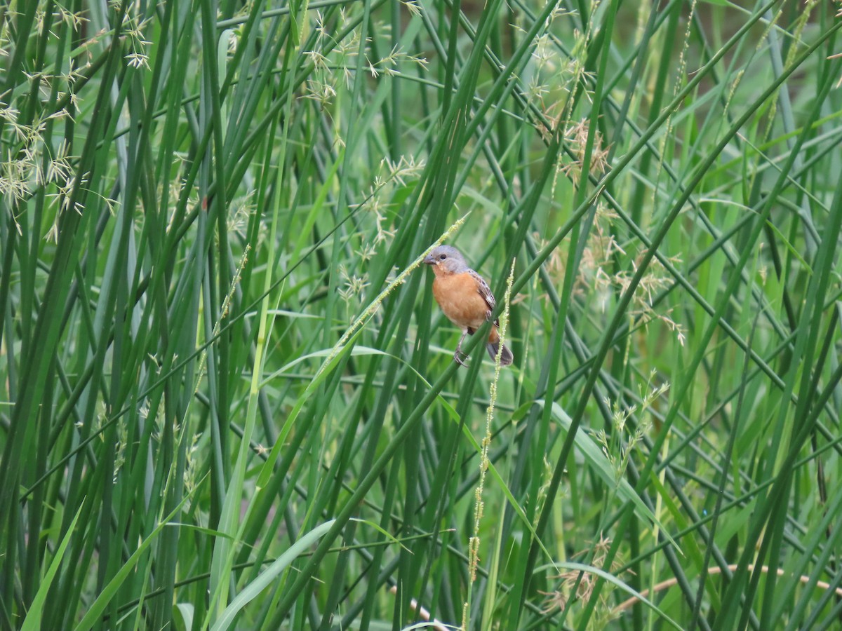 Ruddy-breasted Seedeater - ML636873710