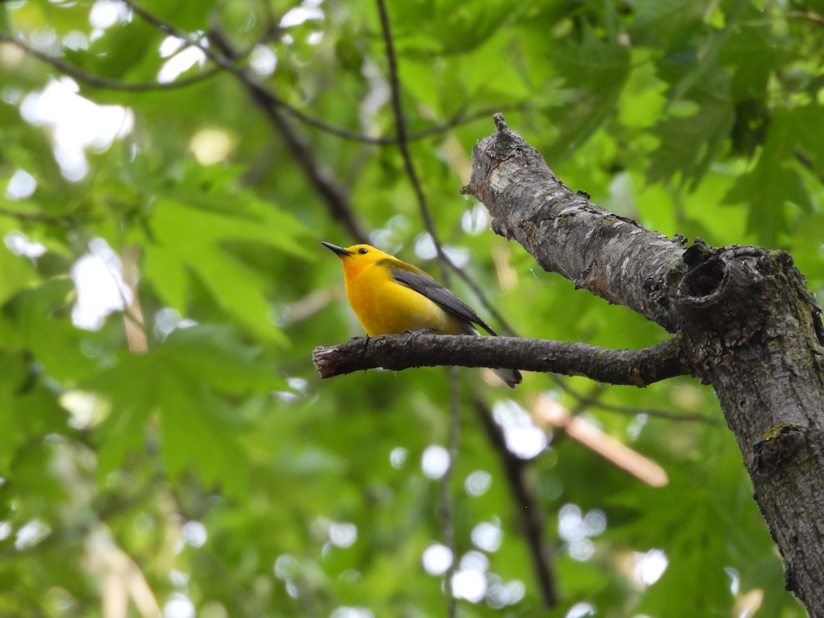 Prothonotary Warbler - ML636873811