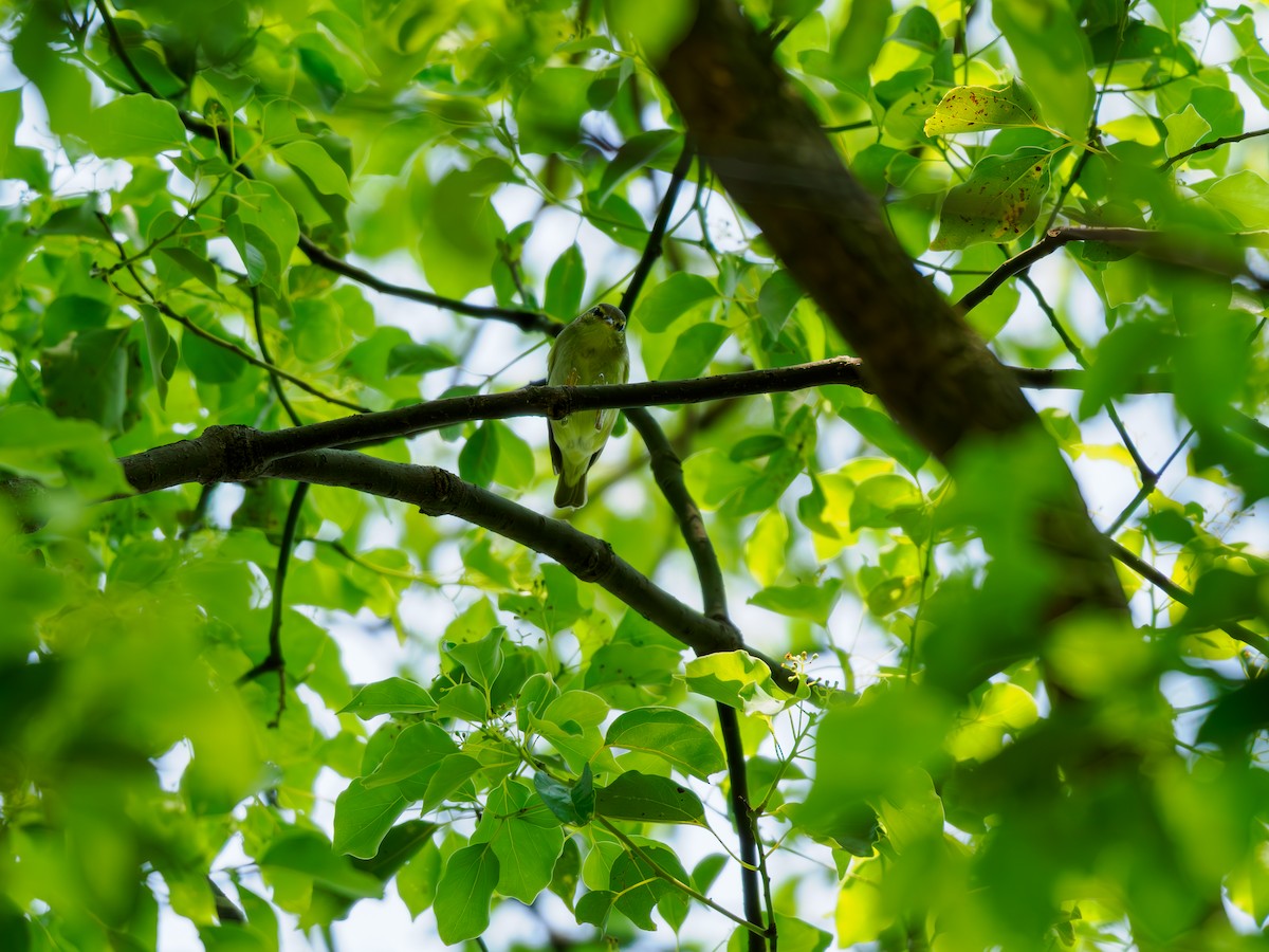 Kamchatka Leaf Warbler - ML636873863