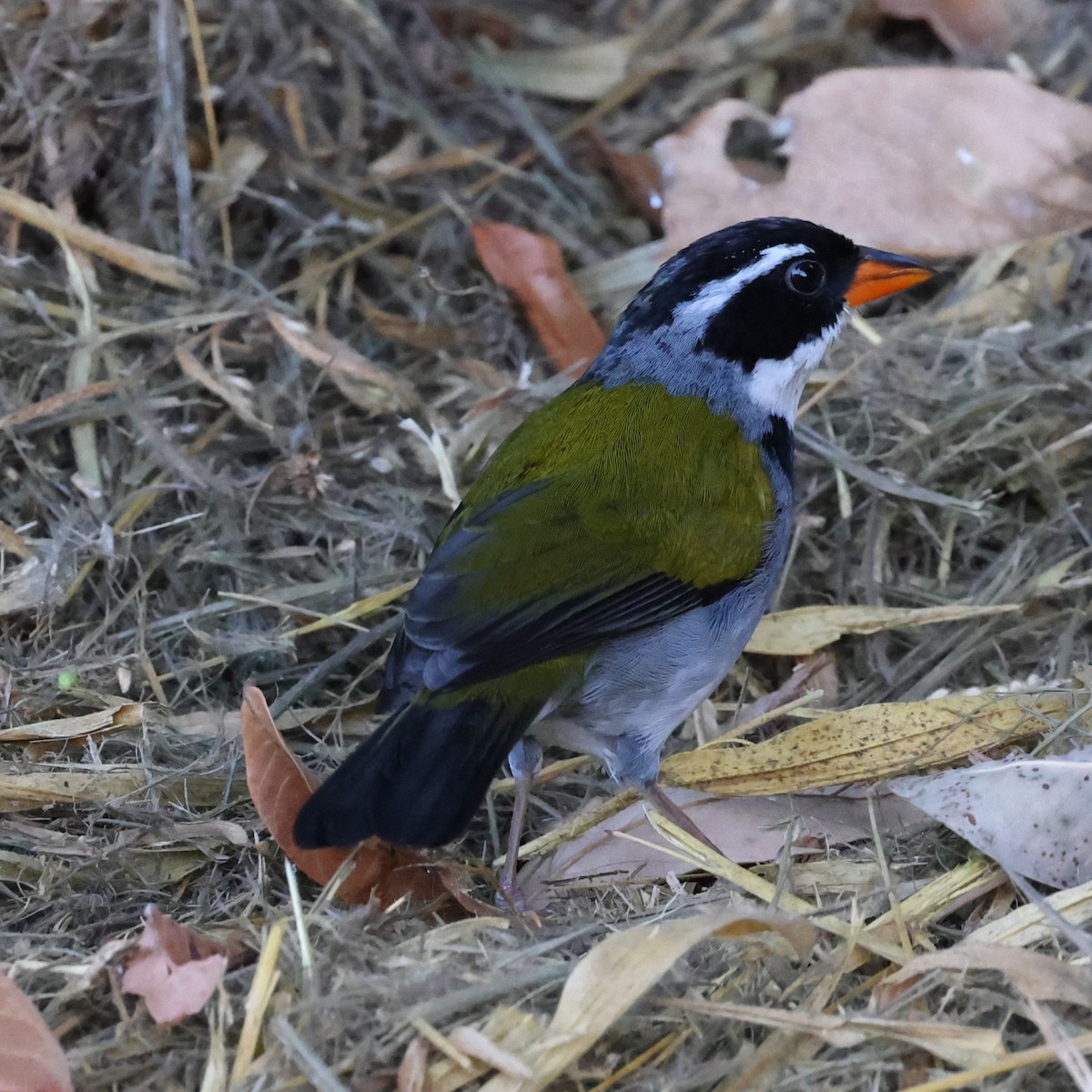 Saffron-billed Sparrow (Saffron-billed) - ML636873878