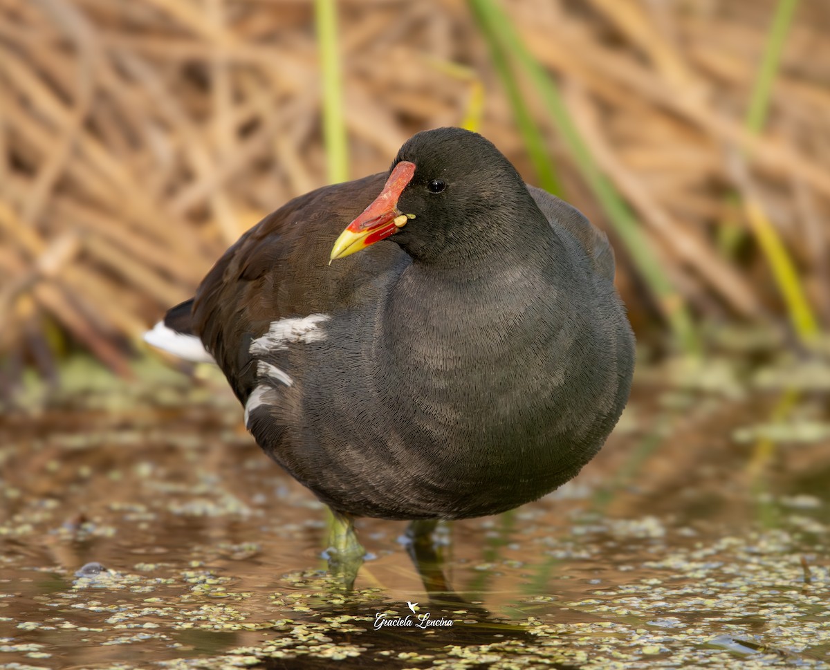 Common Gallinule - ML636873955