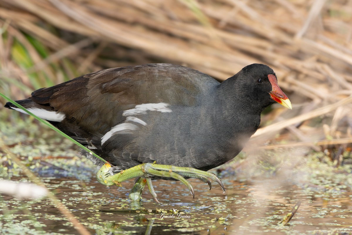 Common Gallinule - ML636873956