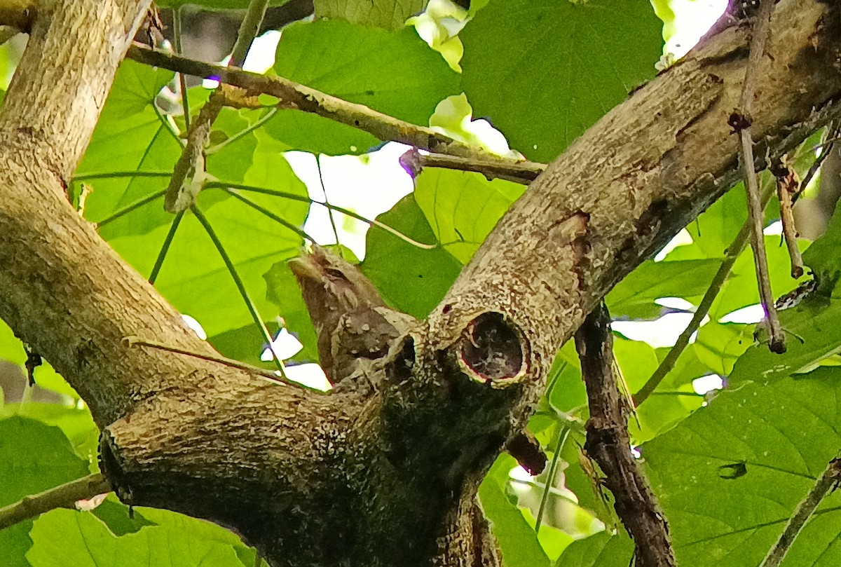 Philippine Frogmouth - ML636873999