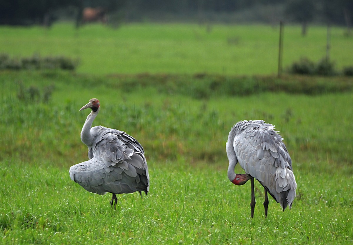 Brolga - ML636874056