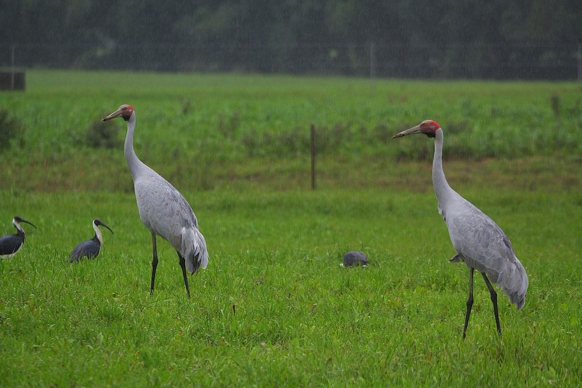 Brolga - ML636874057