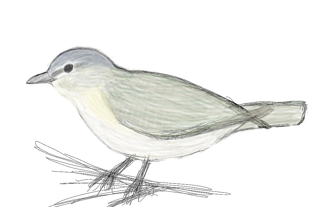 vireo sp. - ML636874068