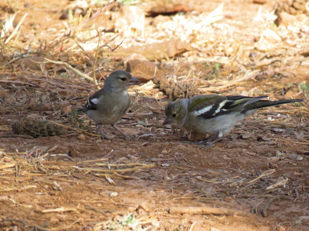 African Chaffinch (African) - ML636874125